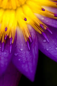 purple-gold-flower